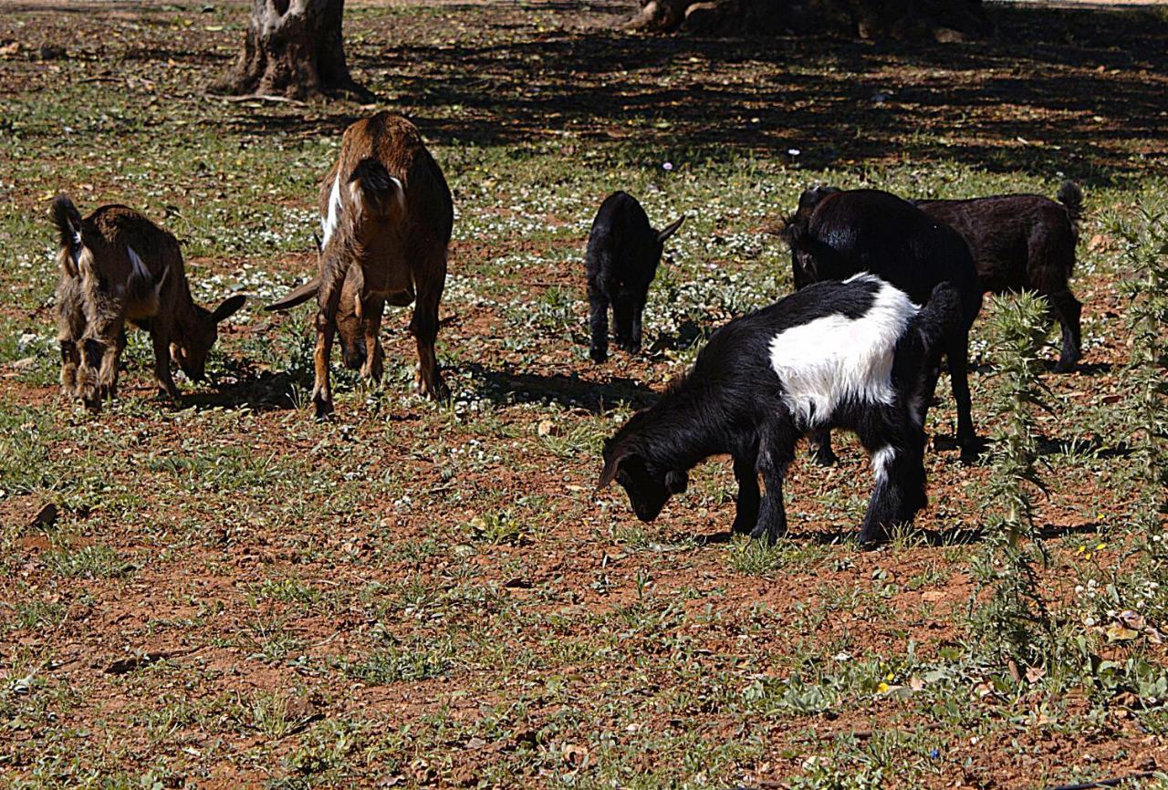 Tenuta Ferraro Alloggio per agriturismo Gallipoli