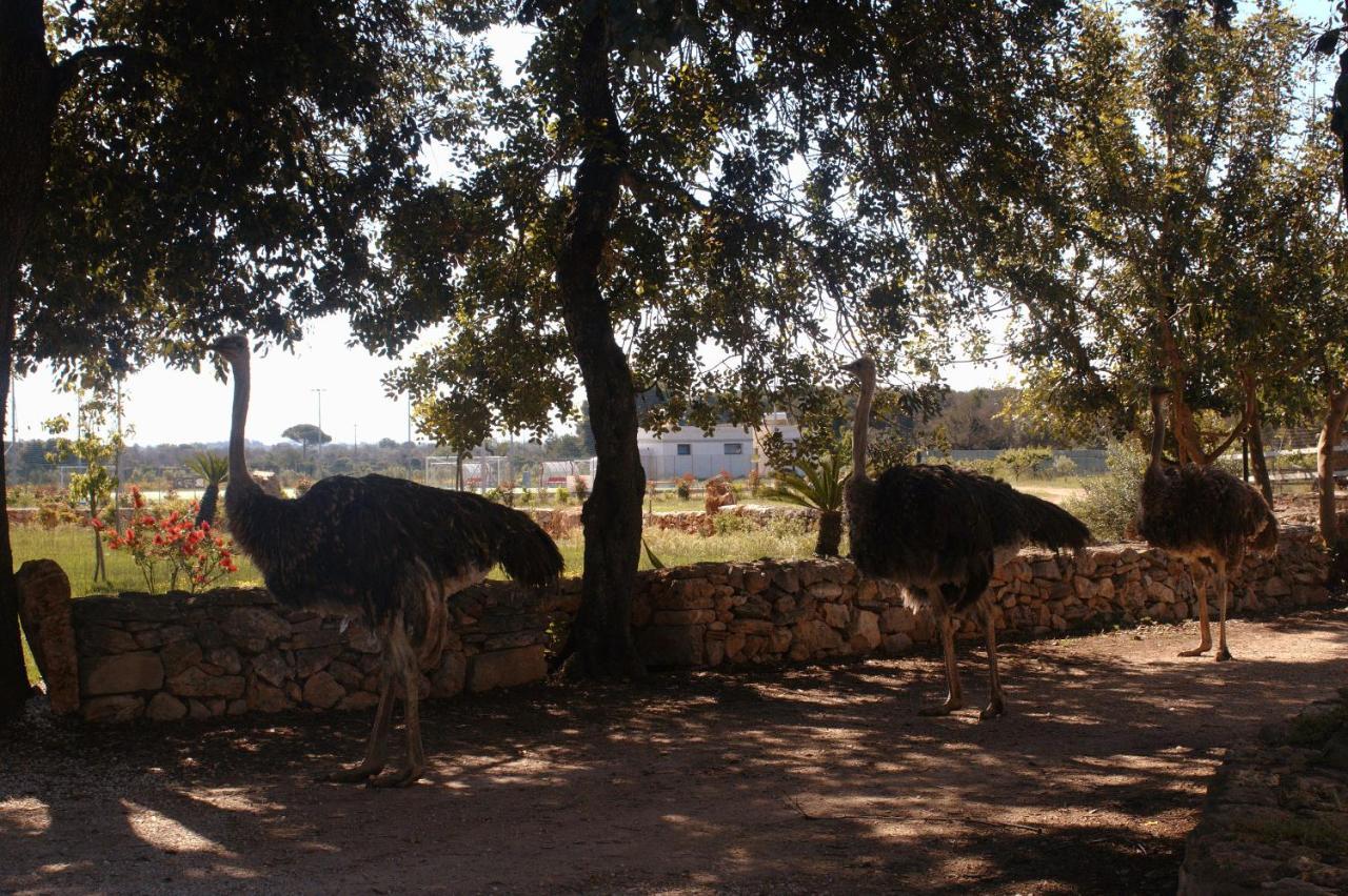 Alloggio per agriturismo Tenuta Ferraro Gallipoli