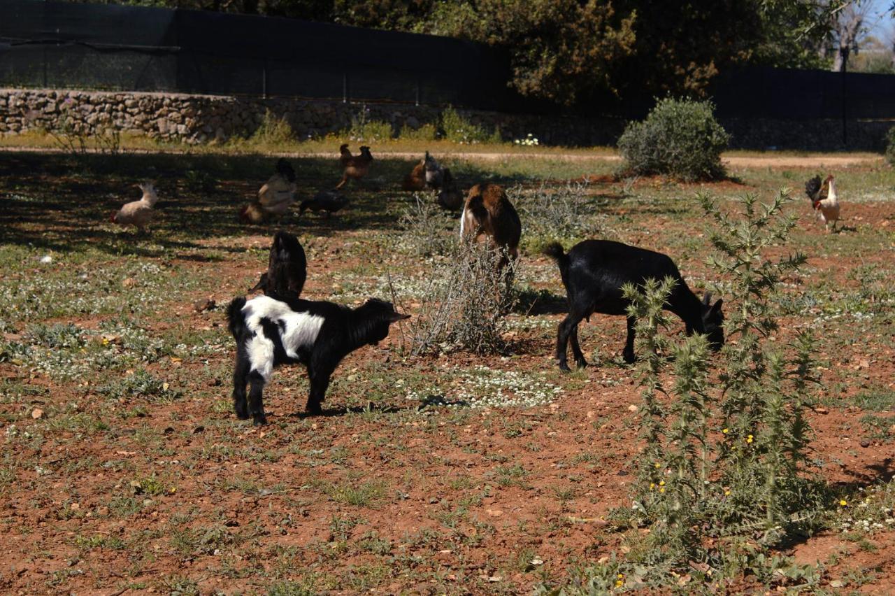 Alloggio per agriturismo Tenuta Ferraro Gallipoli
